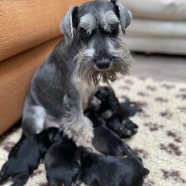 Poppy with her puppies